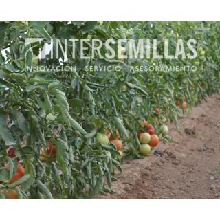 Compra TOMATE TESAR F-1 (1000 Semillas). en la tienda online Fito Agrícola