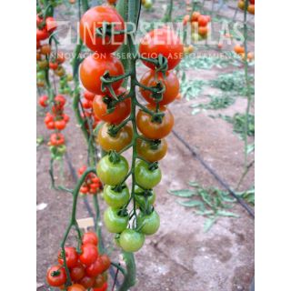 Compra TOMATE GRANILLON F1 (1000 Semillas) en la tienda online Fito Agrícola