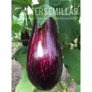 Compra BERENJENA LUCILLA F-1 (1.000 Semillas) en la tienda online Fito Agrícola