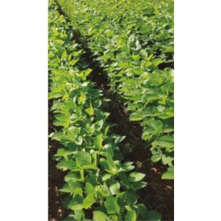 Compra SOJA LUNA (22,70 Kgr.) en la tienda online Fito Agrícola