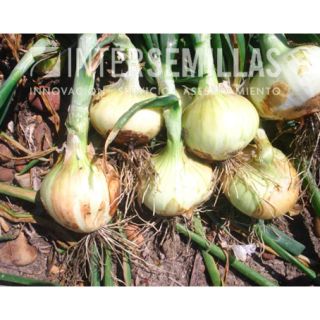 Compra CEBOLLA HIBERNA F1 Pildorada (25.000 Semillas). en la tienda online Fito Agrícola