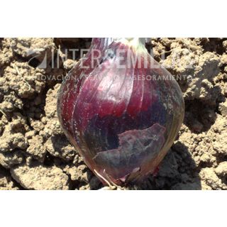 Compra CEBOLLA RED MOON F-1 (5.000 Semillas). en la tienda online Fito Agrícola