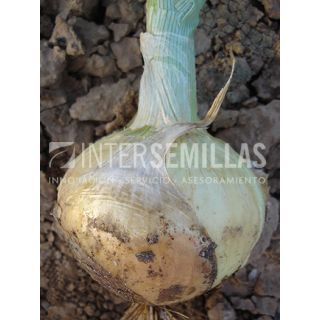 Compra CEBOLLA OSAKA F1 SP (5.000 Semillas). en la tienda online Fito Agrícola