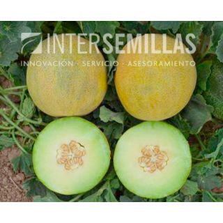 Compra MELÓN GALIA F-1 (1000 Semillas) en la tienda online Fito Agrícola