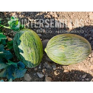 Compra MELÓN CONQUISTADOR F-1 (1.000 Semillas). en la tienda online Fito Agrícola