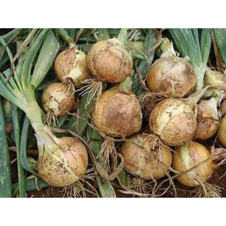 Compra CEBOLLA OREGÓN F1 (500 gr.) en la tienda online Fito Agrícola