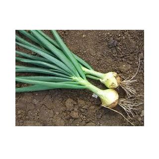 Compra CEBOLLA VICTORIA Pildorada (25.000 Semillas). en la tienda online Fito Agrícola