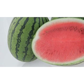 Compra SANDÍA PREMIUM F1 Pregerminada (1.000 Semillas) en la tienda online Fito Agrícola