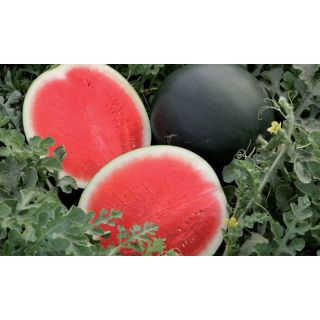 Compra SANDÍA STYLE F1 Pregerminada (1.000 Semillas) en la tienda online Fito Agrícola