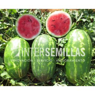 Compra SANDÍA AYPA F1 (1.000 Semillas). en la tienda online Fito Agrícola