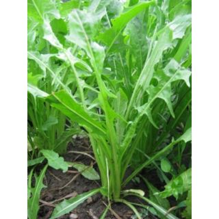 Compra ACHICORIA DIENTE DE LEÓN BABY LEAF (100 gr.). en la tienda online Fito Agrícola