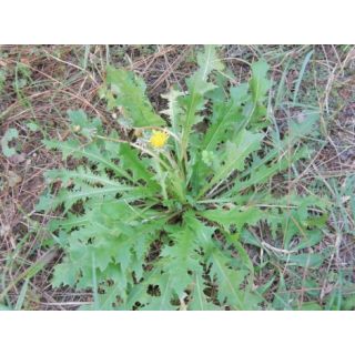 Compra DIENTE DE LEÓN BABY LEAF (50 gr.). en la tienda online Fito Agrícola