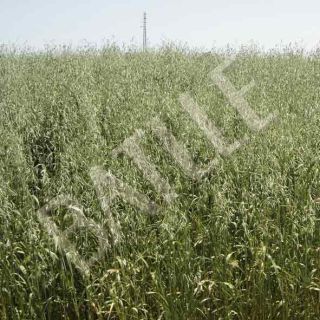 Compra AVENA SÁTIVA FORRIDENA R2 (25 Kgr.). en la tienda online Fito Agrícola