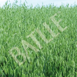 Compra AVENA SÁTIVA RAPIDENA R2 (20 Kgr.). en la tienda online Fito Agrícola