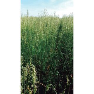 Compra AVENA SAIA 6 R1 (25 Kgr.). en la tienda online Fito Agrícola