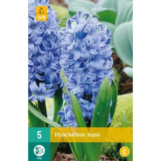 Compra JACINTOS AQUA en la tienda online Fito Agrícola