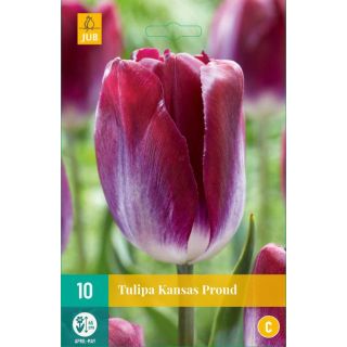 Compra TULIPÁN KANSAS PROUD en la tienda online Fito Agrícola