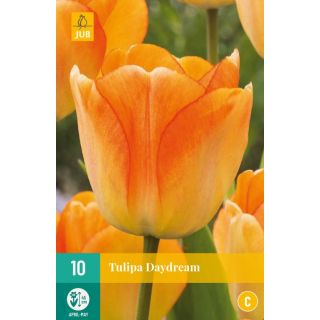 Compra TULIPÁN DAYDREAM en la tienda online Fito Agrícola
