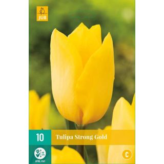 Compra TULIPÁN STRONG GOLD en la tienda online Fito Agrícola