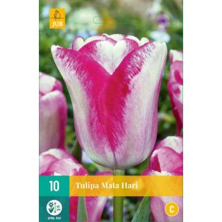 Compra TULIPÁN MATA HARI en la tienda online Fito Agrícola