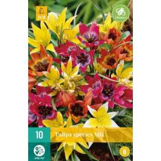 Compra TULIPÁN BOTÁNICO MIX (100 Unid.). en la tienda online Fito Agrícola