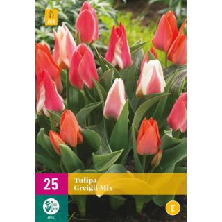 Compra TULIPÁN GREIGII MIX XXL en la tienda online Fito Agrícola