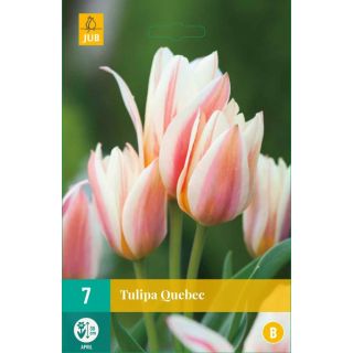 Compra TULIPÁN QUEBEC en la tienda online Fito Agrícola
