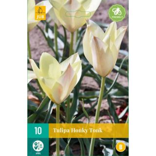 Compra TULIPÁN HONKY TONK en la tienda online Fito Agrícola