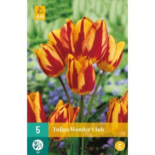 Compra TULIPÁN WONDER CLUB en la tienda online Fito Agrícola