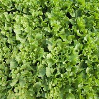 Compra ESCAROLA TORINO RZ Pildorada (5.000 Semillas). en la tienda online Fito Agrícola