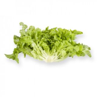 Compra LECHUGA KIREVE RZ Pildorada (5.000 Semillas). en la tienda online Fito Agrícola