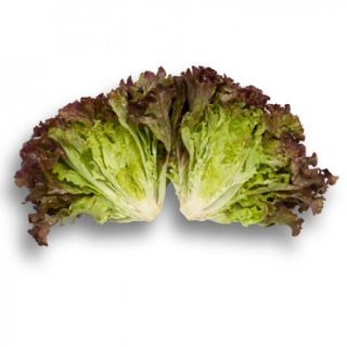 Compra LECHUGA LOUXAL RZ Pildorada (5.000 Semillas). en la tienda online Fito Agrícola