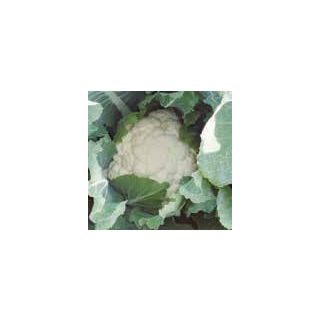 Compra COLIFLOR KAPPA F1 Calibrada (2.500 Semillas) en la tienda online Fito Agrícola