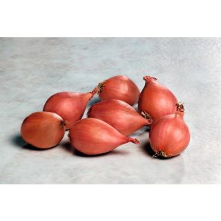 Compra CHALOTA CONSERVOR F1 ECOLÓGICA Precisión (250.000 Semillas) en la tienda online Fito Agrícola