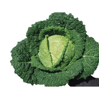 Compra COL FAMOSA F1 ECOLÓGICA Precisión (1.000 Semillas) en la tienda online Fito Agrícola