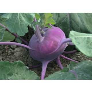 Compra COLIRRÁBANO KOLIBRÍ F-1 ECOLÓGICO Precisión (1.000 Semillas) en la tienda online Fito Agrícola