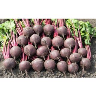 Compra REMOLACHA BORO F1 ECOLÓGICA Precisión (10.000 Semillas). en la tienda online Fito Agrícola