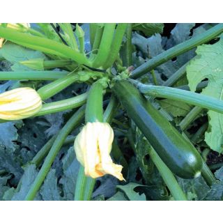 Compra CALABACÍN ALCAZAR F1 (1.000 Semillas) en la tienda online Fito Agrícola