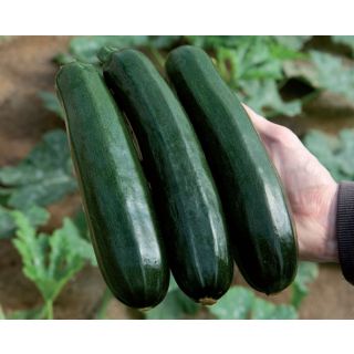 Compra CALABACÍN PULSAR F1 (1.000 Semillas) en la tienda online Fito Agrícola