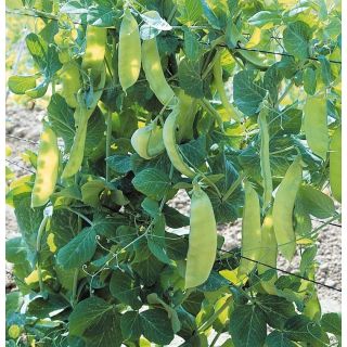 Compra GUISANTE BAMBY (20 Kgr.) en la tienda online Fito Agrícola