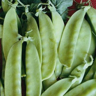 Compra GUISANTE CAROUBEL (20 Kgr.) en la tienda online Fito Agrícola