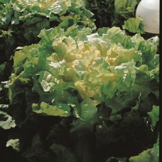 Compra ESCAROLA BOVARY Pildorada (5.000 Semillas) en la tienda online Fito Agrícola