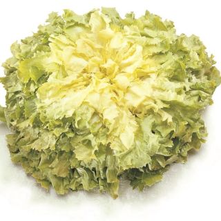 Compra ESCAROLA GIGANTE HORTELANA MARGOT Pildorada (5.000 Semillas) en la tienda online Fito Agrícola