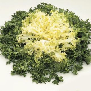 Compra ESCAROLA WALLONNE VALDO Pildorada (5.000 Semillas) en la tienda online Fito Agrícola