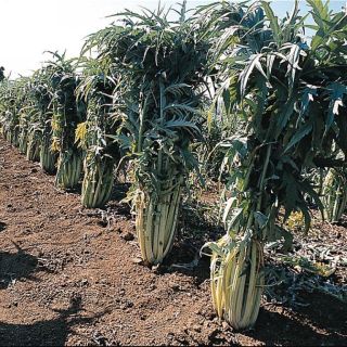 Compra CARDO LLENO BLANCO SIN ESPINAS BLANCO BIO (25 gr.) en la tienda online Fito Agrícola