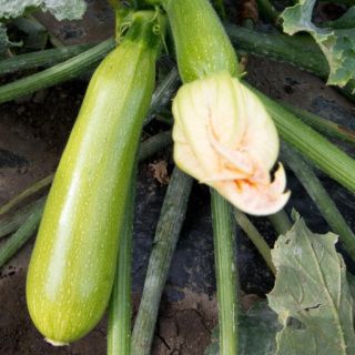 Compra CALABACÍN MAJESTÉE F1 (1.000 Semillas) en la tienda online Fito Agrícola