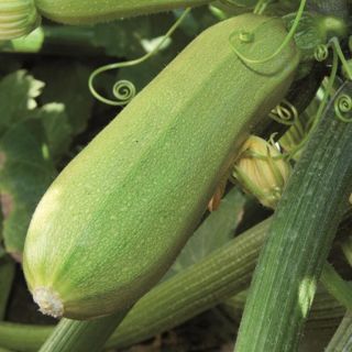 Compra CALABACÍN GALACTÉE F1 (1.000 Semillas) en la tienda online Fito Agrícola