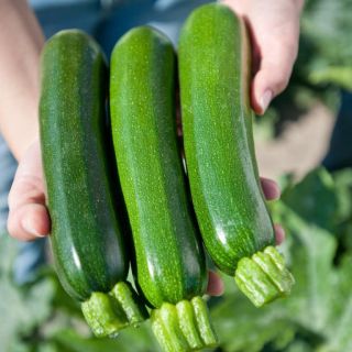 Compra CALABACÍN ZODIAC F1 BIO (1.000 Semillas) en la tienda online Fito Agrícola