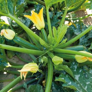 Compra CALABACÍN PIXAR F1 BIO (1.000 Semillas) en la tienda online Fito Agrícola