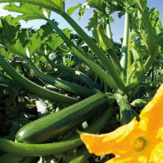 Compra CALABACÍN CASSIOPÉE F1 BIO (1.000 Semillas) en la tienda online Fito Agrícola